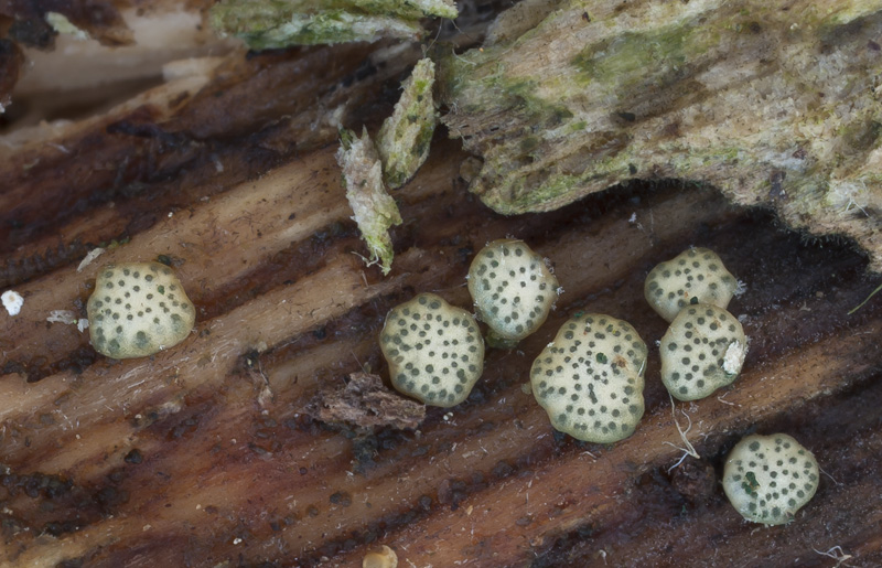Hypocrea strictipilosa